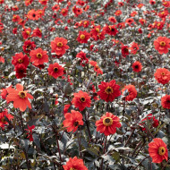 Dahlia Black Forest Ruby