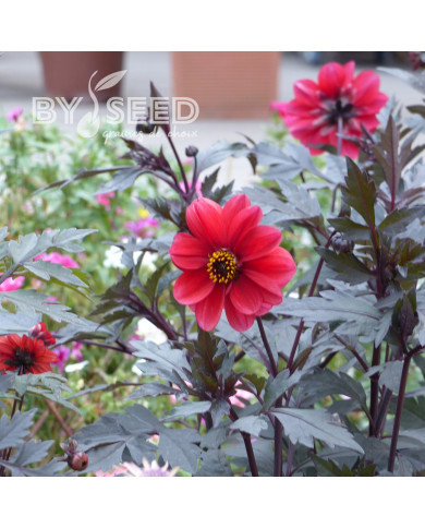 Dahlia Black Forest Ruby