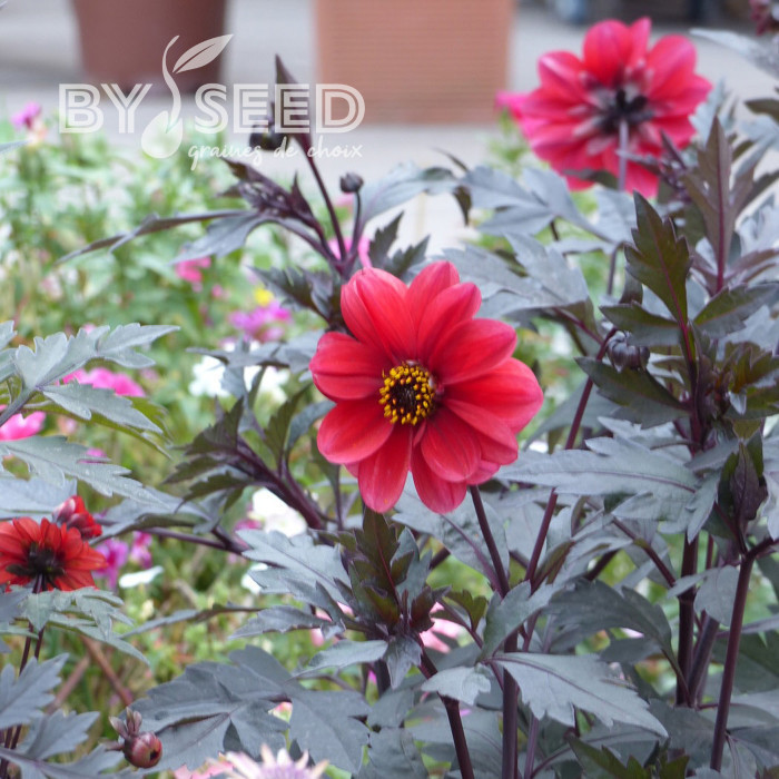 Dahlia Black Forest Ruby
