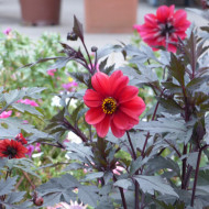Dahlia Black Forest Ruby