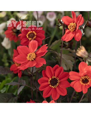 Dahlia Black Forest Ruby