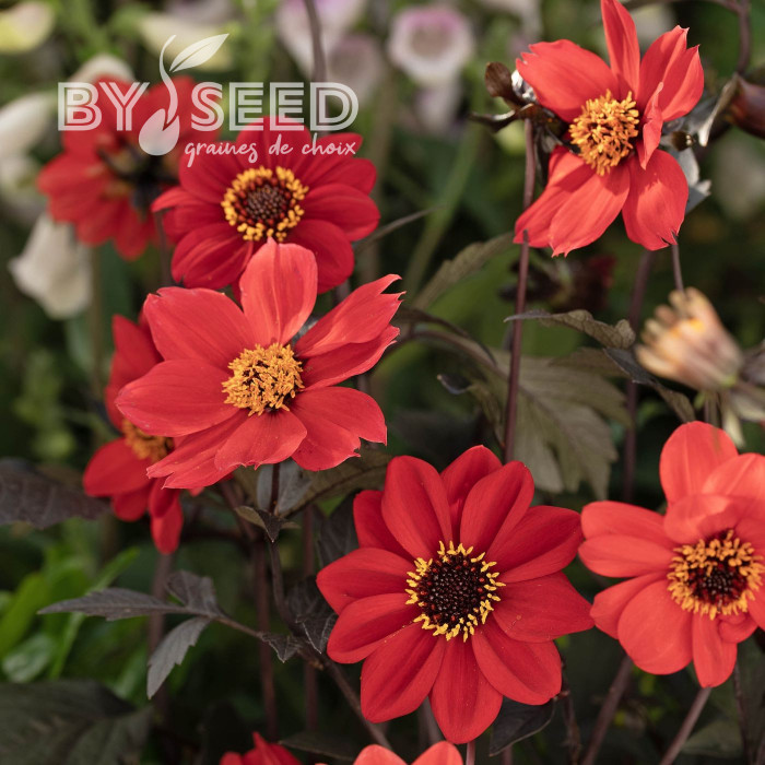 Dahlia Black Forest Ruby