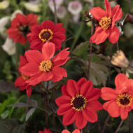 Dahlia Black Forest Ruby