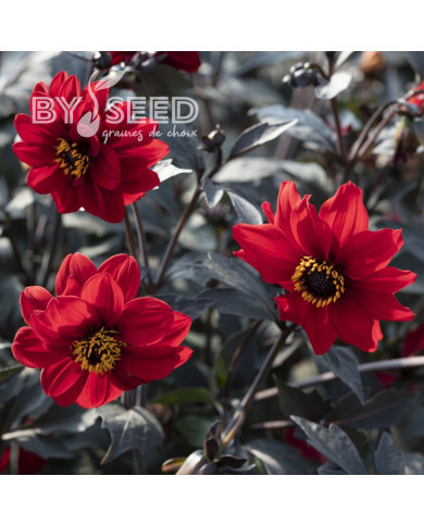 Dahlia Black Forest Ruby