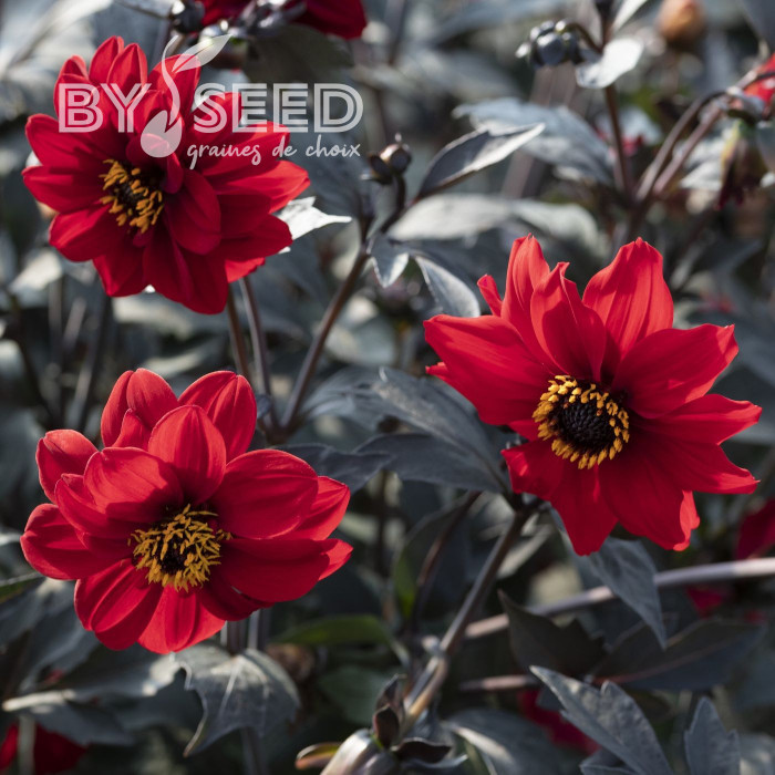 Dahlia Black Forest Ruby