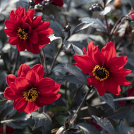 Dahlia Black Forest Ruby