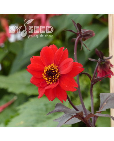Dahlia Black Forest Ruby