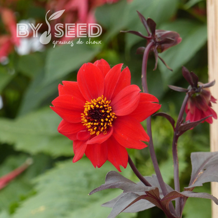 Dahlia Black Forest Ruby