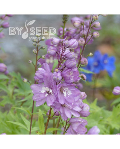 Delphinium Pacific Giants Astolat