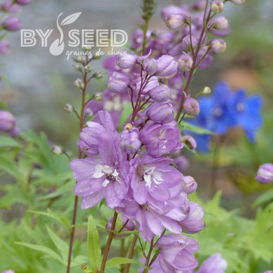 Delphinium Pacific Giants Astolat