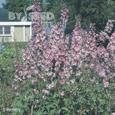Delphinium Pacific Giants Astolat