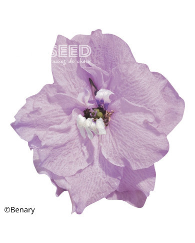 Delphinium Pacific Giants Astolat