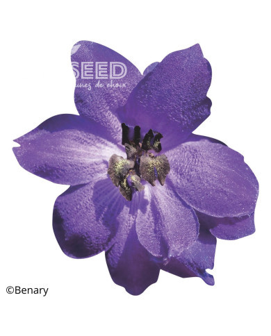 Delphinium Pacific Giants Black Knight