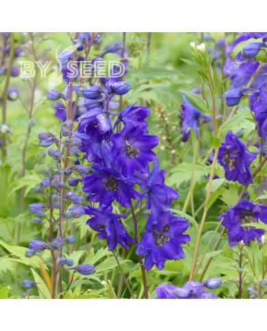Delphinium Pacific Giants Black Knight