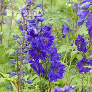 Delphinium Pacific Giants Black Knight