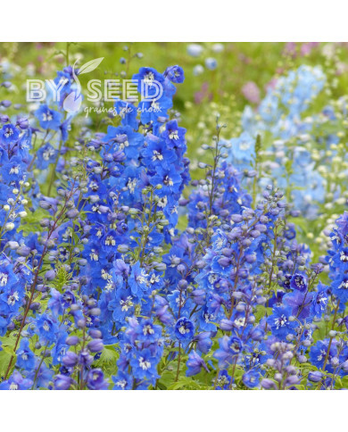 Delphinium Pacific Giants Blue Bird