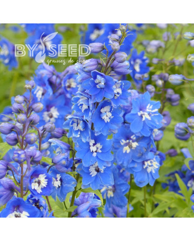 Delphinium Pacific Giants Blue Bird