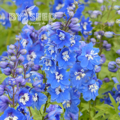 Delphinium Pacific Giants Blue Bird