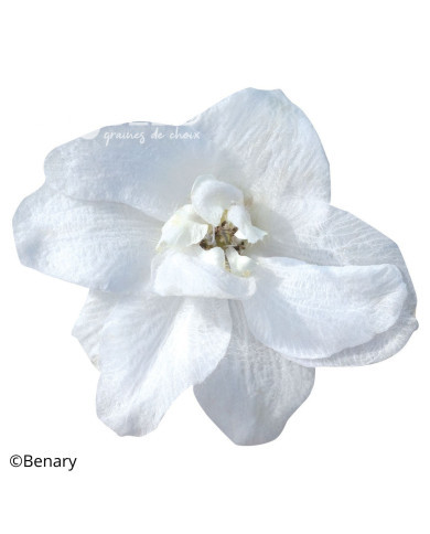 Delphinium Pacific Giants Galahad