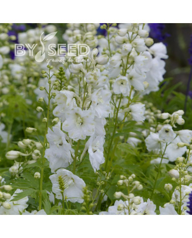 Delphinium Pacific Giants Galahad