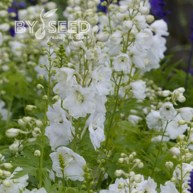 Delphinium Pacific Giants Galahad
