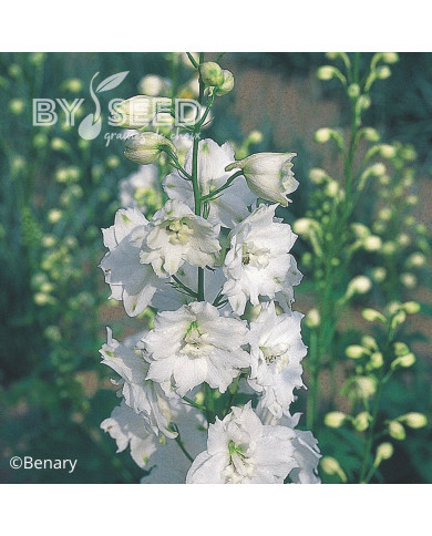 Delphinium Pacific Giants Galahad