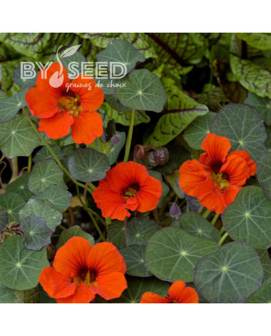 Capucine naine Princess of India