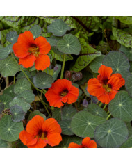 Capucine naine Peach Melba (superior) BIO