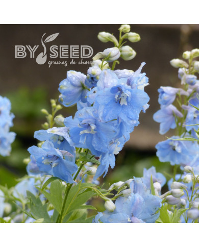 Delphinium Pacific Giants Summer Skies