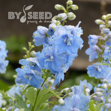Delphinium Pacific Giants Summer Skies