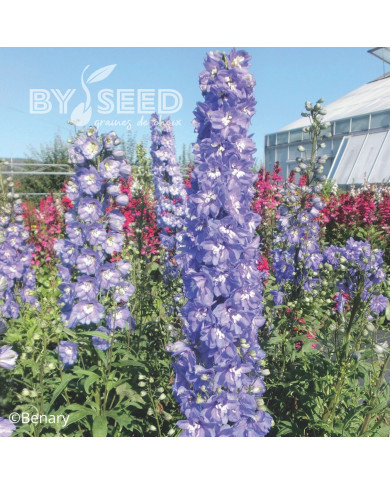 Delphinium Pacific Giants Summer Skies