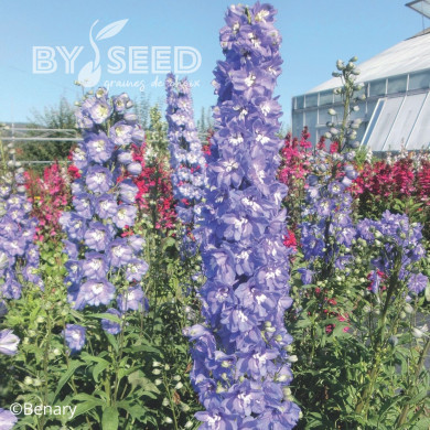 Delphinium Pacific Giants Summer Skies