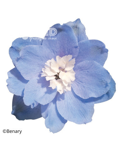 Delphinium Pacific Giants Summer Skies
