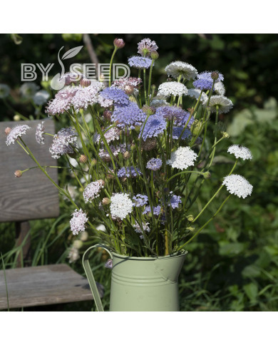 Didiscus caeruleus Lace Heavenly Umbels