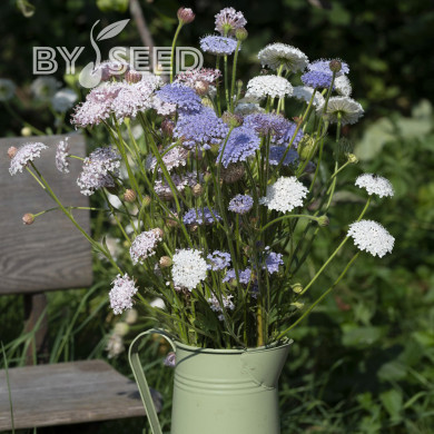 Didiscus caeruleus Lace Heavenly Umbels
