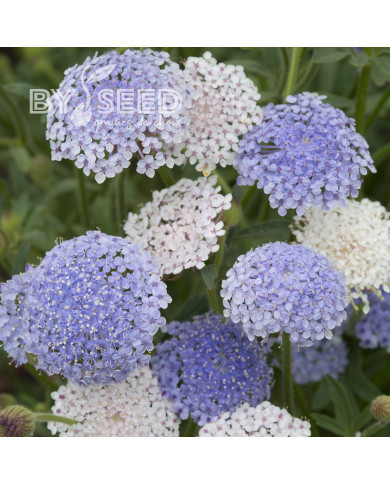 Didiscus caeruleus Lace Heavenly Umbels