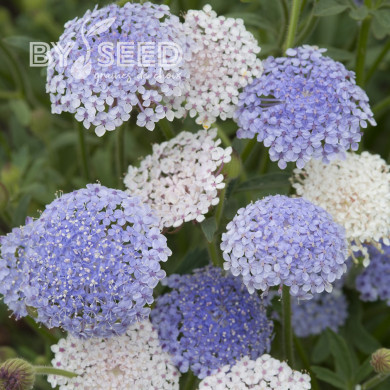Didiscus caeruleus Lace Heavenly Umbels