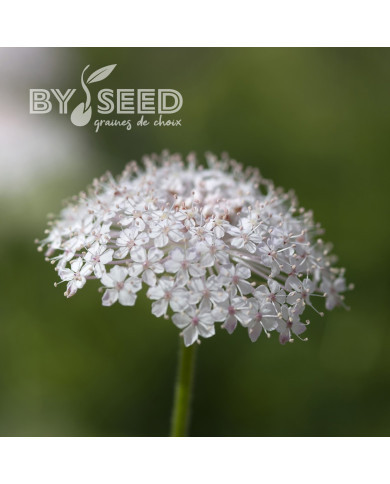 Didiscus caeruleus Lace Pink