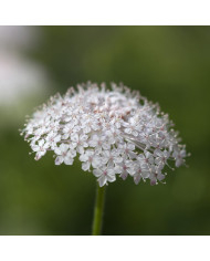 Dracocephalum moldavicum "Tête-de-Dragon" BIO