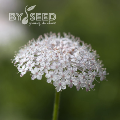 Didiscus caeruleus Lace Pink