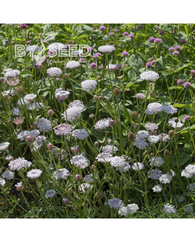 Didiscus caeruleus Lace Pink