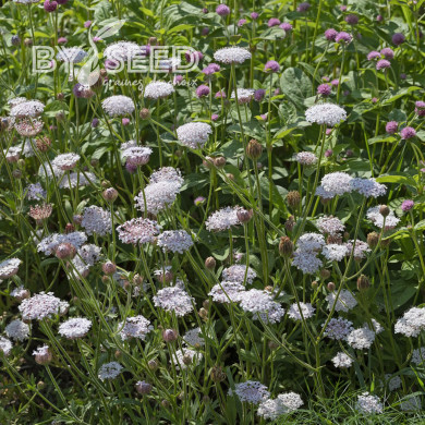Didiscus caeruleus Lace Pink