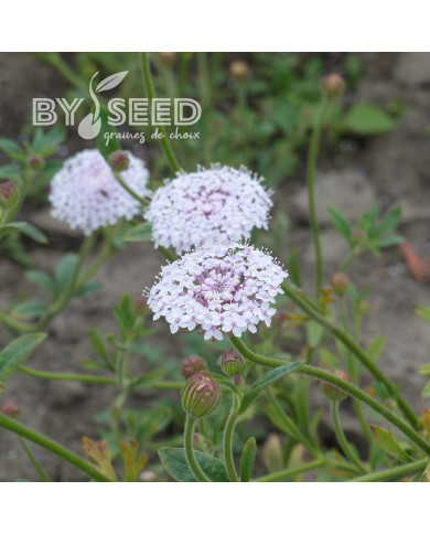 Didiscus caeruleus Lace Pink