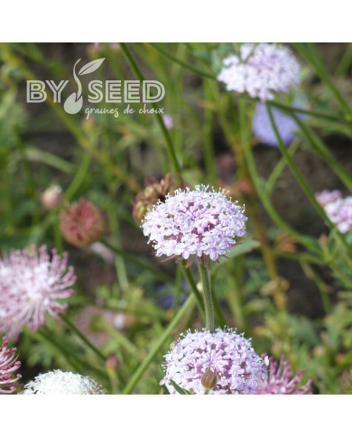 Didiscus caeruleus Lace Pink