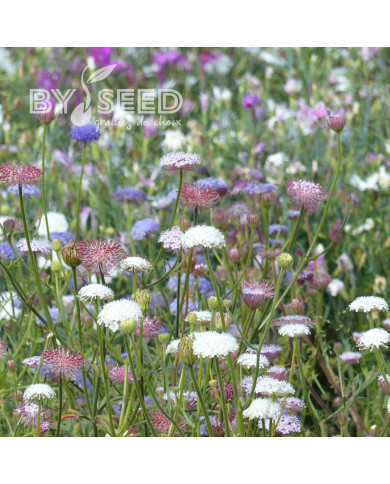 Didiscus caeruleus Lace Pink