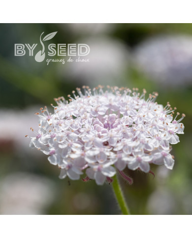 Didiscus caeruleus Lace Pink