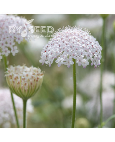 Didiscus caeruleus Lace Pink