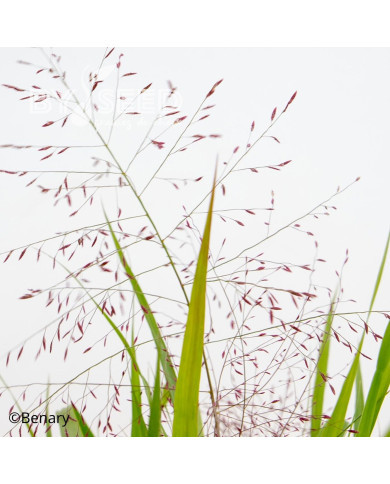 Eragrostis spectabilis Snuggy