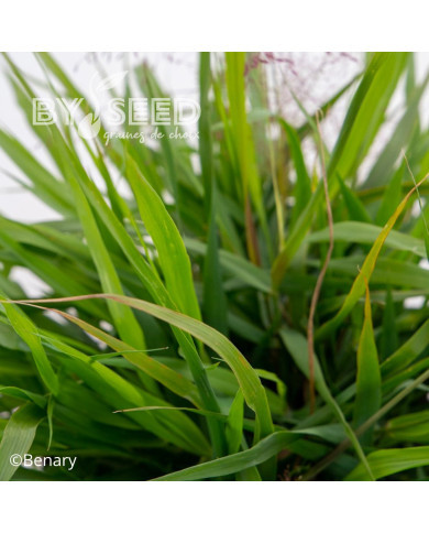 Eragrostis spectabilis Snuggy