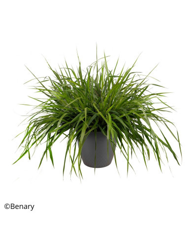 Eragrostis spectabilis Snuggy